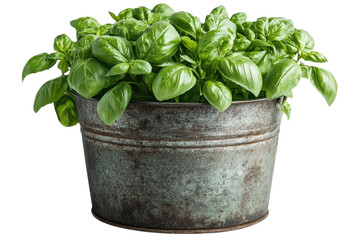 Vibrant Green Basil Bush in Rustic Metal Pot: Fresh Herb Garden Photography food leaf plant image on transparent background