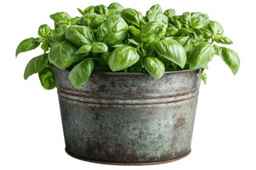 Vibrant Green Basil Bush in Rustic Metal Pot: Fresh Herb Garden Photography food leaf plant image on transparent background