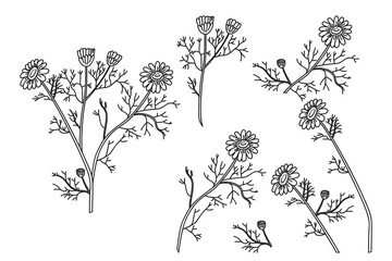 Line art botanical set plants daisy isolated on white background. Hand drawn outline bouquet chamomile with Flowers Stems Leaves vector illustration.Graphic design doodle elements for Birthday Wedding