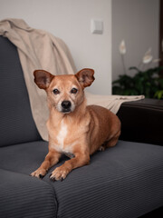  Small brown dog sitting upright on a dark sofa indoors. Neutral background with blanket and houseplant. Calm pet portrait with attentive expression and relaxed posture