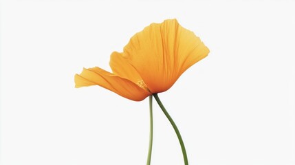 An orange poppy flower rises gracefully with delicate petals highlighted against a bright white backdrop, capturing the beauty of nature in a tranquil moment