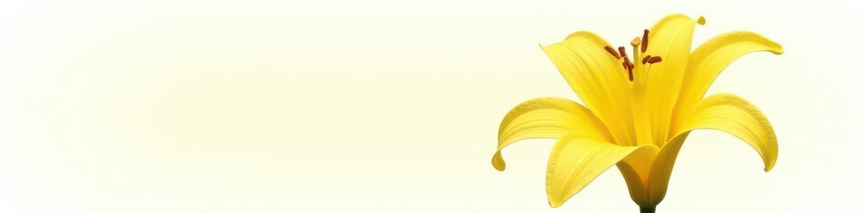 Vibrant yellow canna lily blossom, isolated on white Summer bloom , white background, studio shot, lily