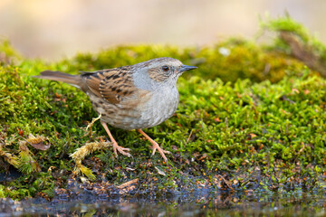 Pokrzywnica (Prunella modularis) © Grzegorz