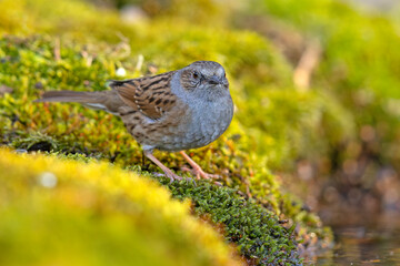 Pokrzywnica (Prunella modularis) © Grzegorz