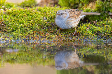 Pokrzywnica (Prunella modularis) © Grzegorz