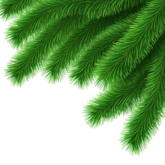 Festive green pine branches on transparent background, holiday celebration season