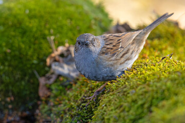 Pokrzywnica (Prunella modularis) © Grzegorz
