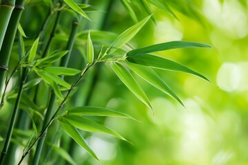 Lush green bamboo leaves and stems in a close-up view.