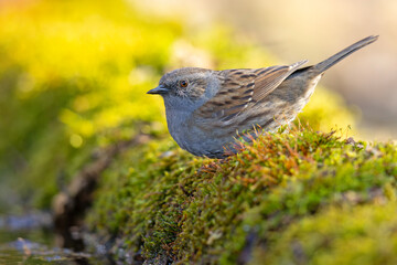 Obraz premium Pokrzywnica (Prunella modularis)