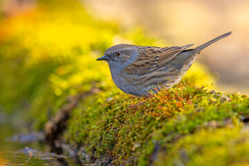 Pokrzywnica (Prunella modularis) © Grzegorz
