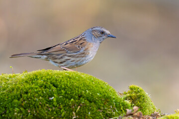 Pokrzywnica (Prunella modularis) © Grzegorz