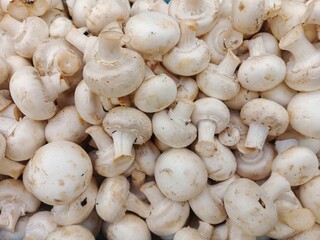 mushrooms on a white background