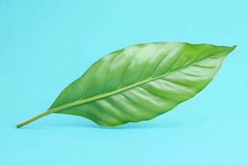 Obraz premium Close-up view of a vibrant tropical leaf against a bright backdrop.