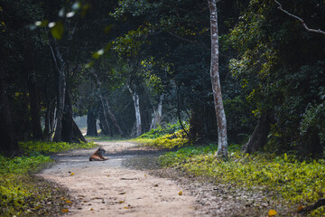 Tigeress and her kingdom. Beautiful tigress resting in middle of road