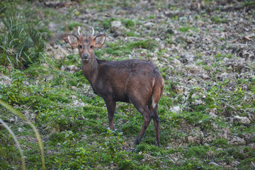 Barking Dear from jungle of Kaziranga