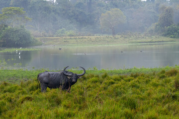 Indian Water buffalo from Kaziranga National park