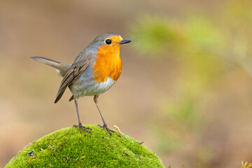 Rudzik (Erithacus rubecula)