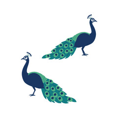 Obraz premium Elegant Peacocks Standing Vector Illustration