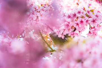 Bird feeding nectar from cherry blossom or sakura blooming during spring