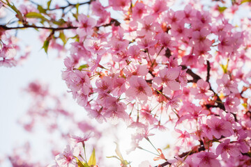 Pink color petal cherry blossom or sakura blooming during springtime