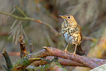 Śpiewak.(Turdus philomelos)