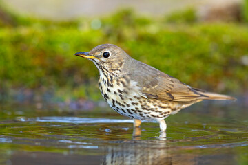 Śpiewak.(Turdus philomelos)