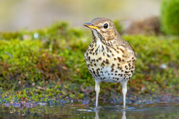 Śpiewak.(Turdus philomelos)