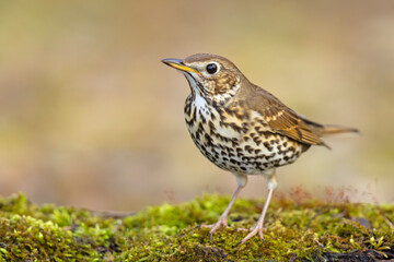 Śpiewak.(Turdus philomelos)