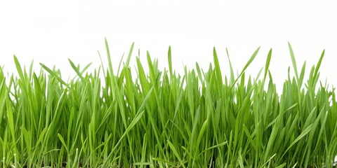 Fototapeta premium green grass isolated on white