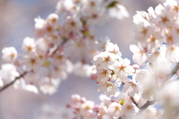 桜の花