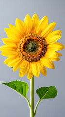 Obraz premium Bright sunflower bloom stands out against a neutral background