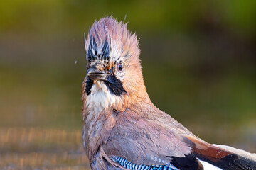 Sójka (Garrulus glandarius) © Grzegorz