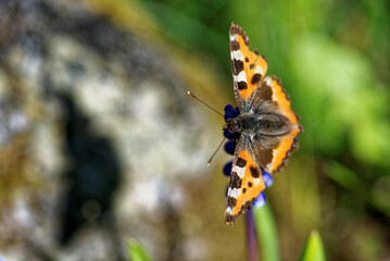 Scarce tortoiseshell, a species of nymphalid butterfly on azure grape hyacinth flowers.