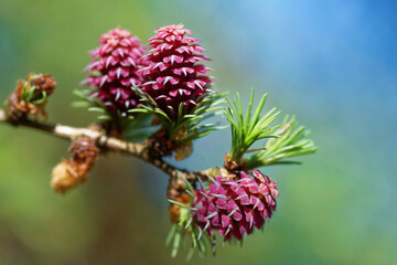 Larch strobilus: young ovulate cones on a larch branch.