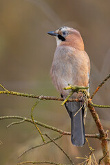 Sójka (Garrulus glandarius)