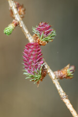 Larch strobilus: young ovulate cones on a larch branch.