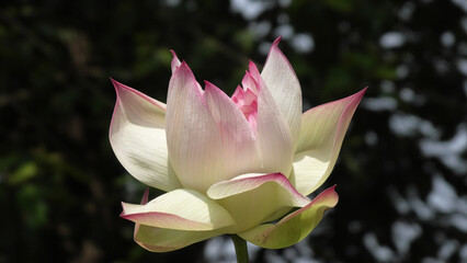 Closeup of white lotus flower