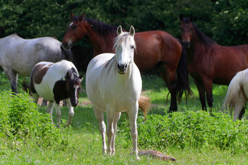 Obraz premium A beautiful white horse stands in the foreground.