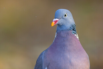 Grzywacz (Columba palumbus) © Grzegorz