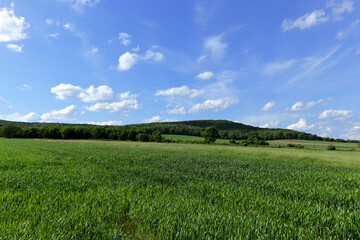Green wheat field.