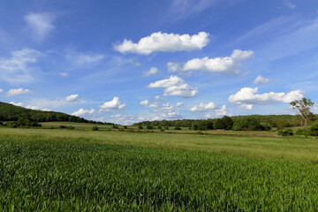 Green wheat field.