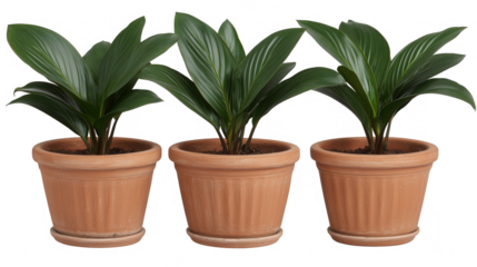 Three Aspidistra Elatior Plants in Terracotta Pots on transparent background
