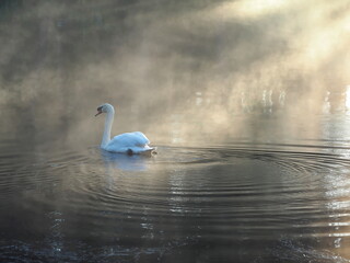 Swan Cygnus olor floating in lake and fog covers the entire area.. White swans swimming and relaxing in morning as sun rises at Pang Ung Lake . The sunlight hits the water and grass, View gorgeous  © Vanchuree