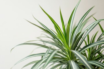 Fototapeta premium Close-up view of a vibrant houseplant's foliage.