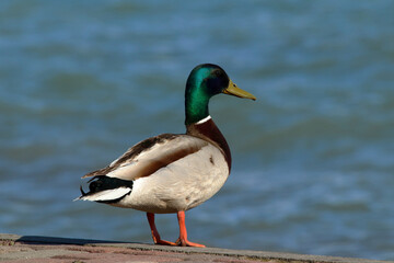 Duck on the water's edge.