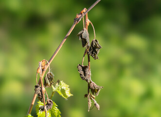 Withered shoots and inflorescences of grapes damaged by spring frosts