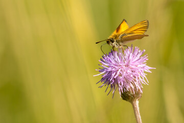 A European skipper (Essex skipper, Thymelicus Lineola) sitting on the blossom of a creeping thistle (Cirsium arvense)