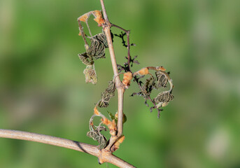 Withered shoots and inflorescences of grapes damaged by spring frosts