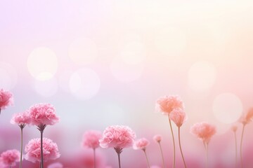 Obraz premium Carnation flowers border background backgrounds outdoors blossom.