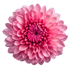 Beautiful magenta chrysanthemum flower isolated on a transparent background PNG